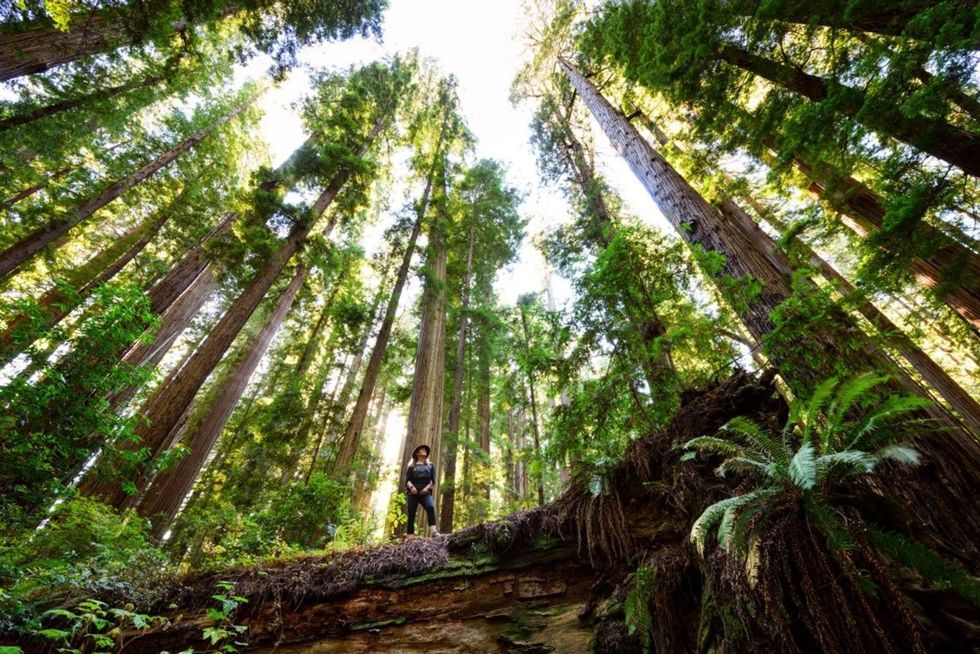 De Cheatham Grove een opstand van oeroude redwoodbomen in de buurt van Crescent City Californi werd gebruikt als decor voor de achtervolging op Speedermotoren inReturn of the Jedi Ook andere oeroude bomen in het naburige Redwood State Park werden als achtergrond gebruikt