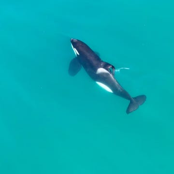 niet eerder werd waargenomen dat een orka een witte haai in zijn eentje doodde