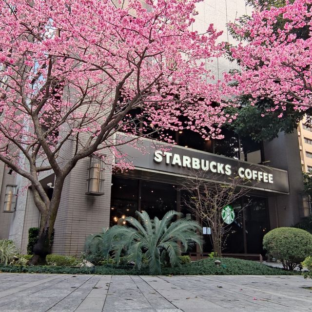 starbucks cherry blossom cup collection