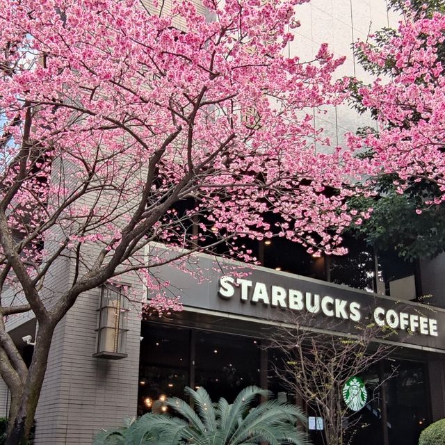 starbucks in linko, new taipei city, taiwan during springtime with full bloom sakura tree.
