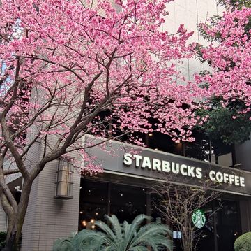 starbucks in linko, new taipei city, taiwan during springtime with full bloom sakura tree.