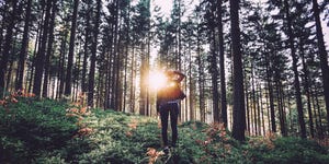 Tree, Forest, Natural environment, Nature, Woodland, Natural landscape, Old-growth forest, Spruce-fir forest, Sunlight, Light, 