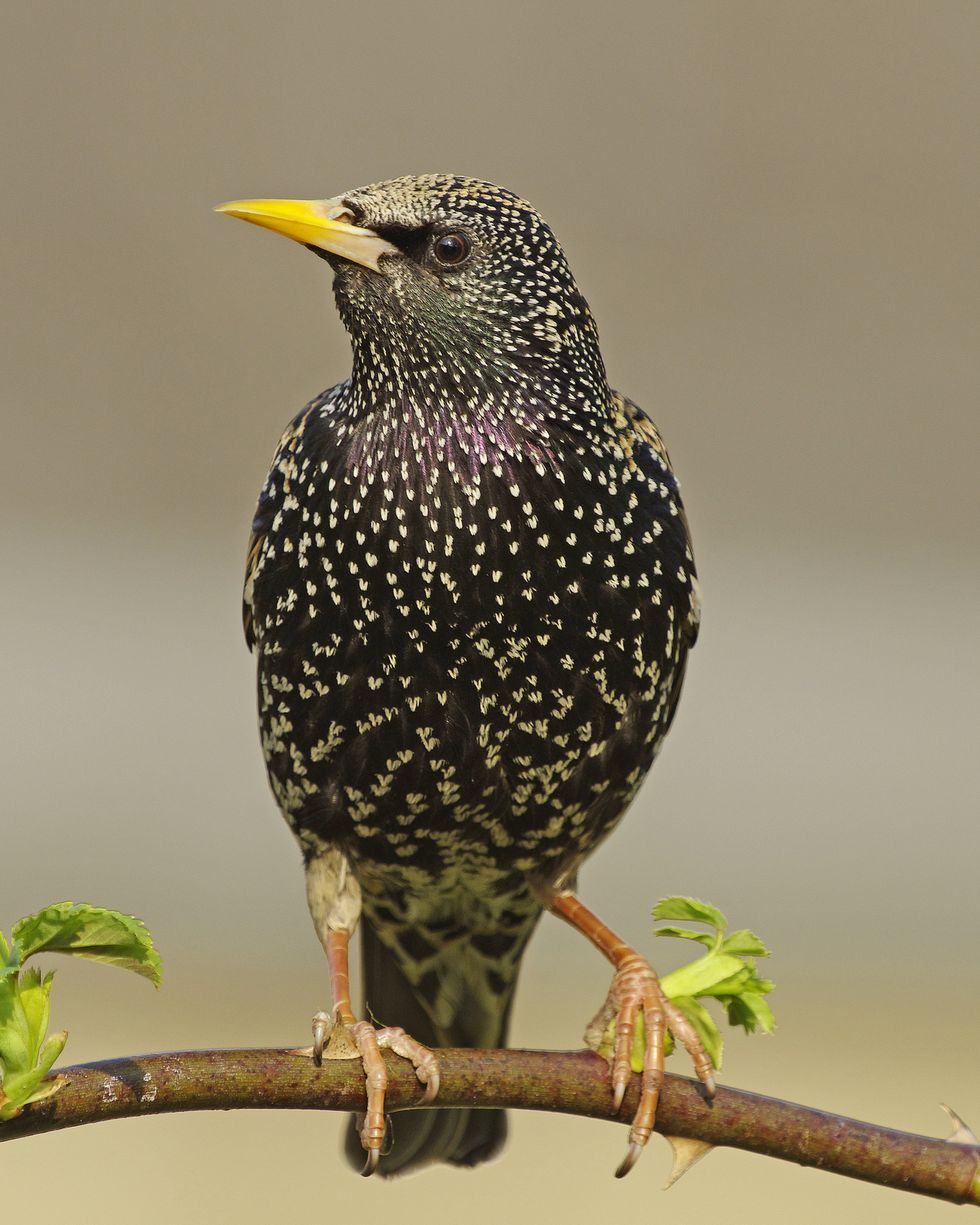 a starling sturnus vulgaris perched on a twig picture taken in swindon, wiltshire, england on the 10th of april 2020