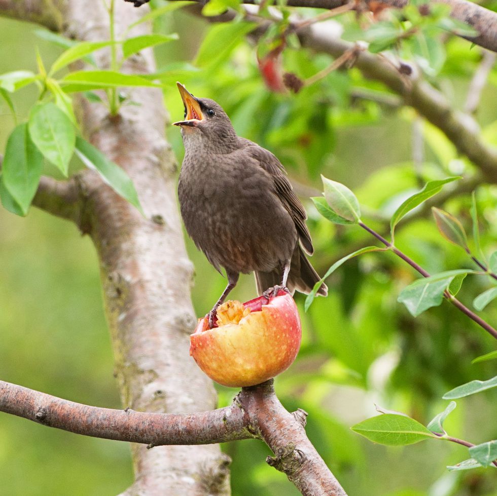 kitchen scraps that are safe for birds