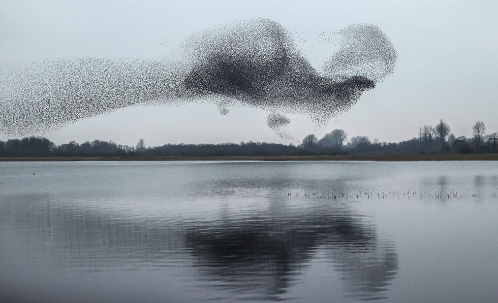 Starling Murmuration Makes Shape of Bird Over Lake in Ireland