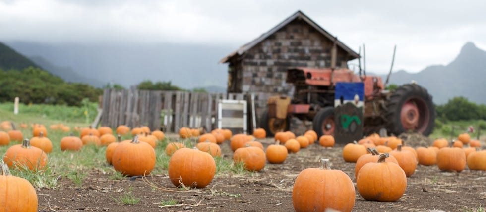 pumpkin patch near me   waimanalo country farms