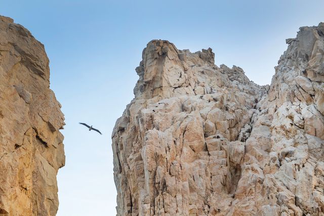 john steinbeck, doc ricketts, sea of cortez, a pelican flies by a rock formation at the southern tip of cabo san lucas