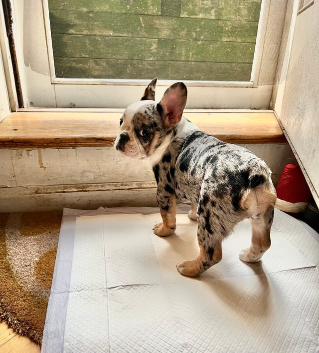 a french bulldog puppy on a pee pad at the door