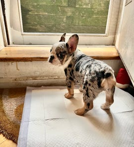 a french bulldog puppy on a pee pad at the door
