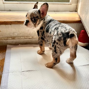 testing puppy pee pads for the good housekeeping institute a french bulldog puppy on a pee pad at the door