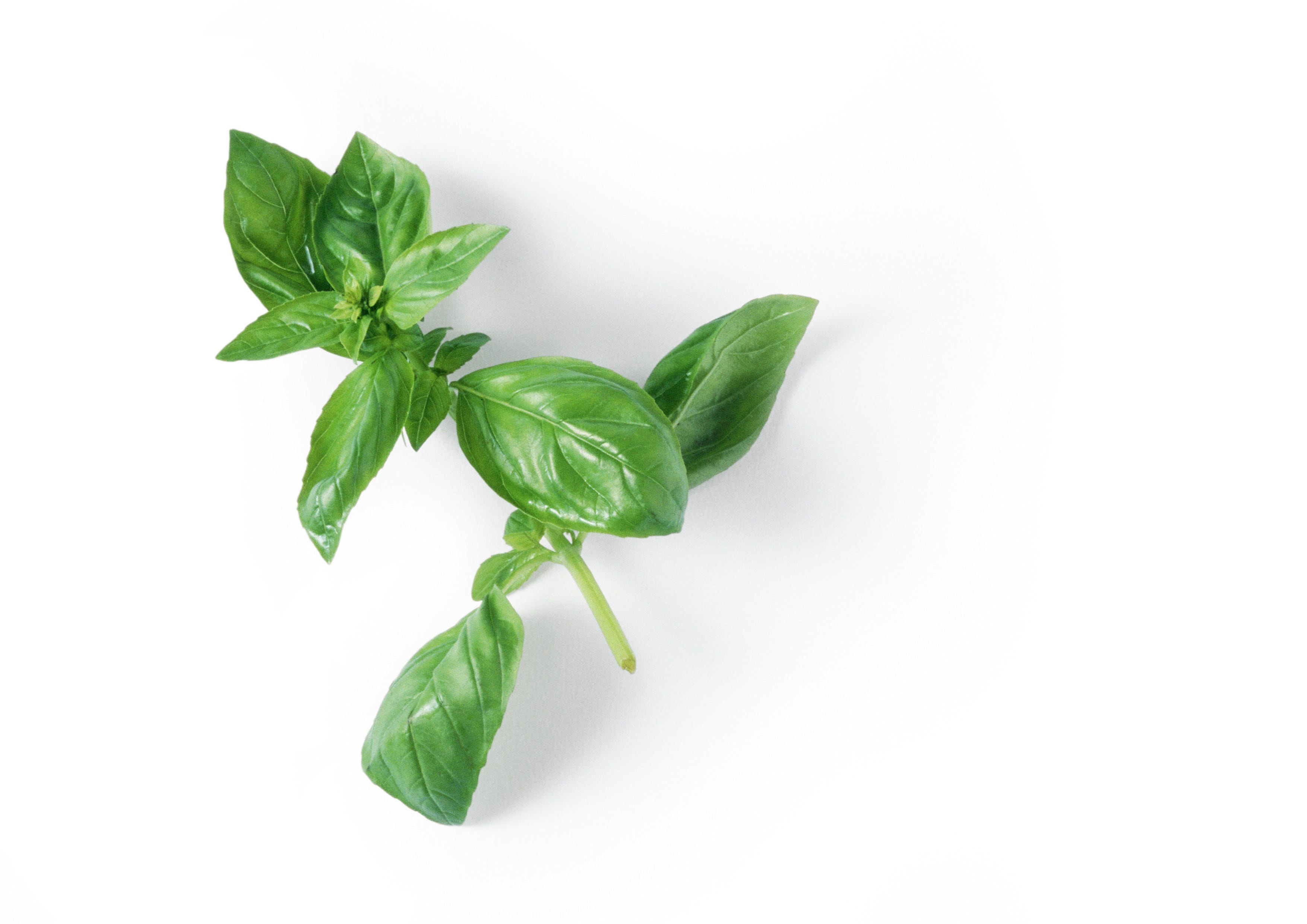 Stem of fresh basil, close-up