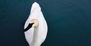Swan, Bird, Beak, Water bird, Water, Wildlife, Ducks, geese and swans, Tundra swan, Feather, 