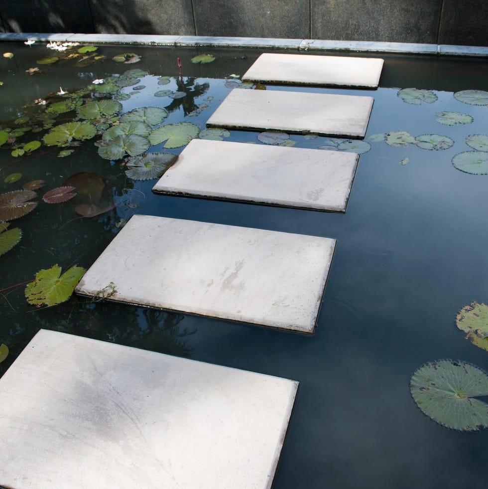 Stepping stones path over Waterlily pads floating on a pool stepping stones path over waterlily pads floating on a pool