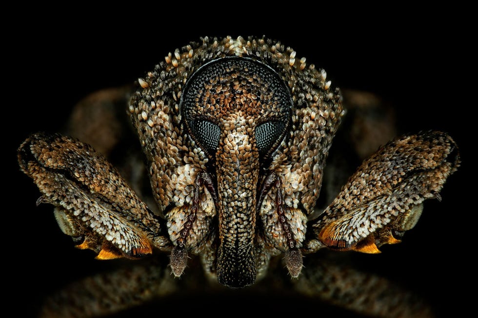 Nikon Small World 2021 Misschien lijkt deze kop wel uit een monster uit een van je nare dromen maar dit dier eet liever mangos dan mensen De babys van deze snuitkever Sternochetus mangiferae houden zich schuil in de enorme pit van de vrucht waar ze zich tegoed doen tot de larven volwassen zijn geworden zoals het dier op deze opname van Antoine Franck van het Franse Center for International Research and Cooperation