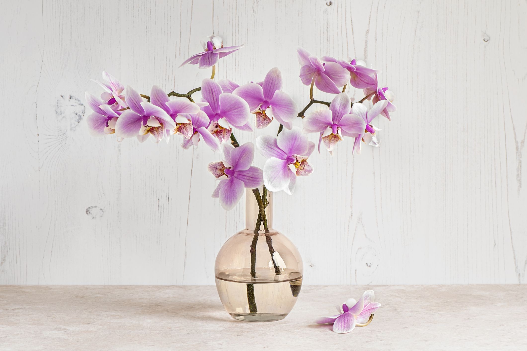 How to Make Fake Orchids - Blue, Orange and Even Green Ones