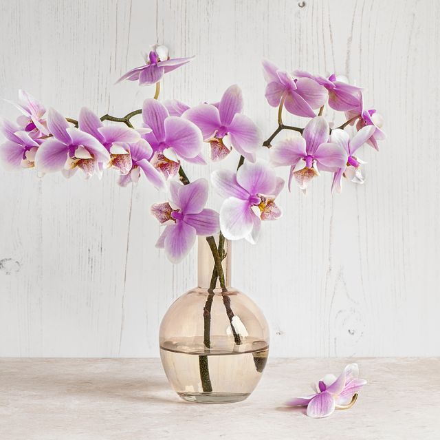 still life image of beautiful pink orchid flowers in a pink glass vase