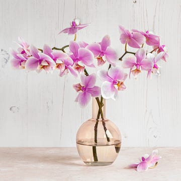 still life image of beautiful pink orchid flowers in a pink glass vase