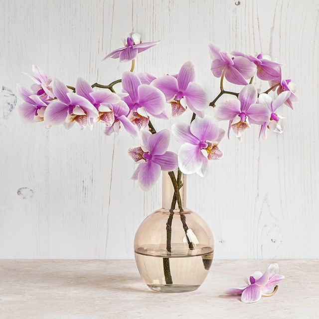 22 Best Types of Orchids - Orchid Care Guide