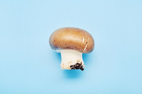 still life of a single mushroom on blue background