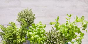 still life of potted fresh herbs, shovel and garden gloves on wooden background in summer