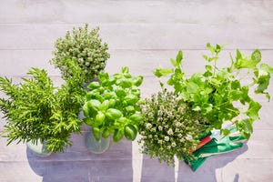 still life of potted fresh herbs, shovel and garden gloves on wooden background in summer