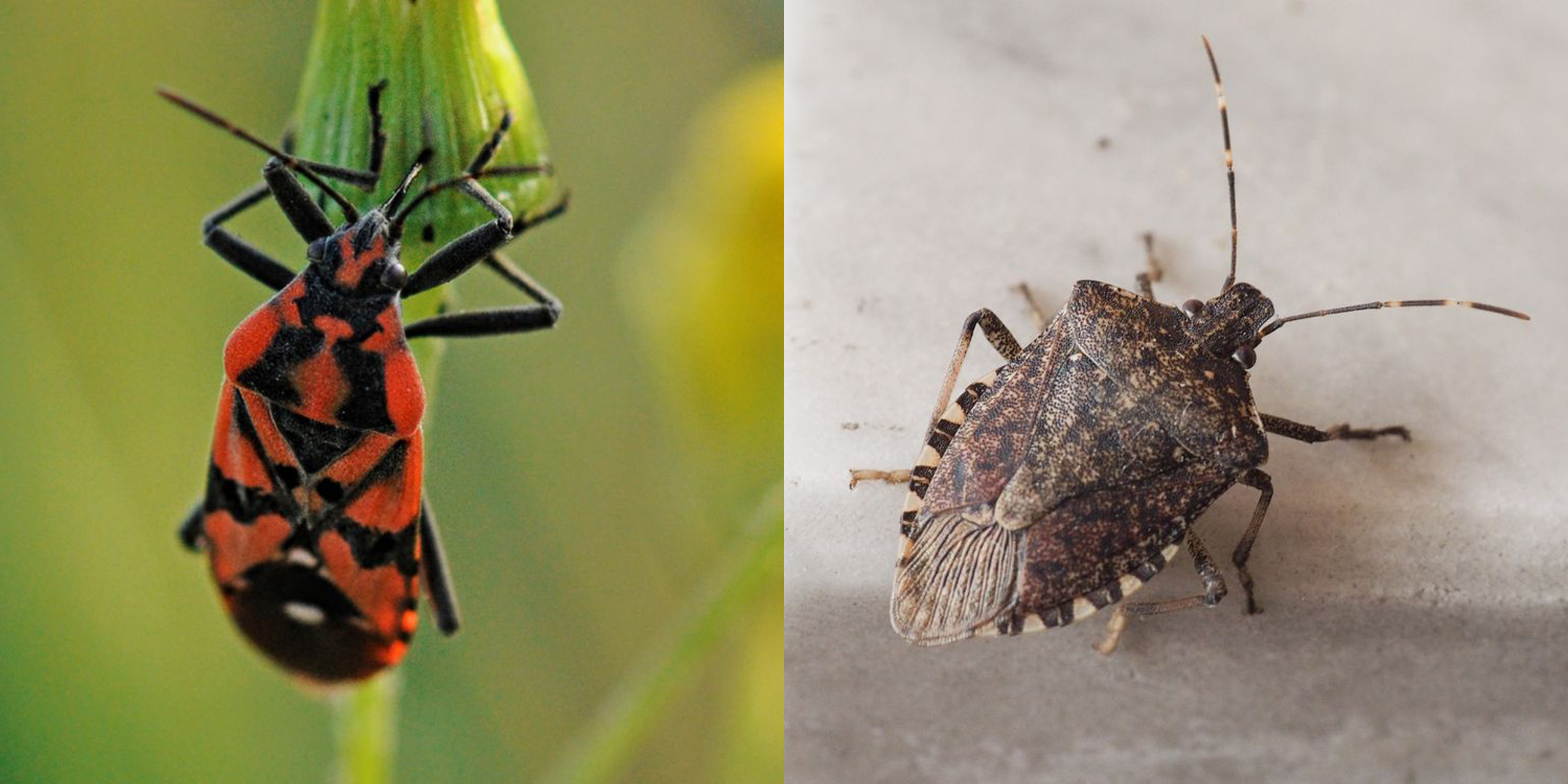 different kinds of stink bugs