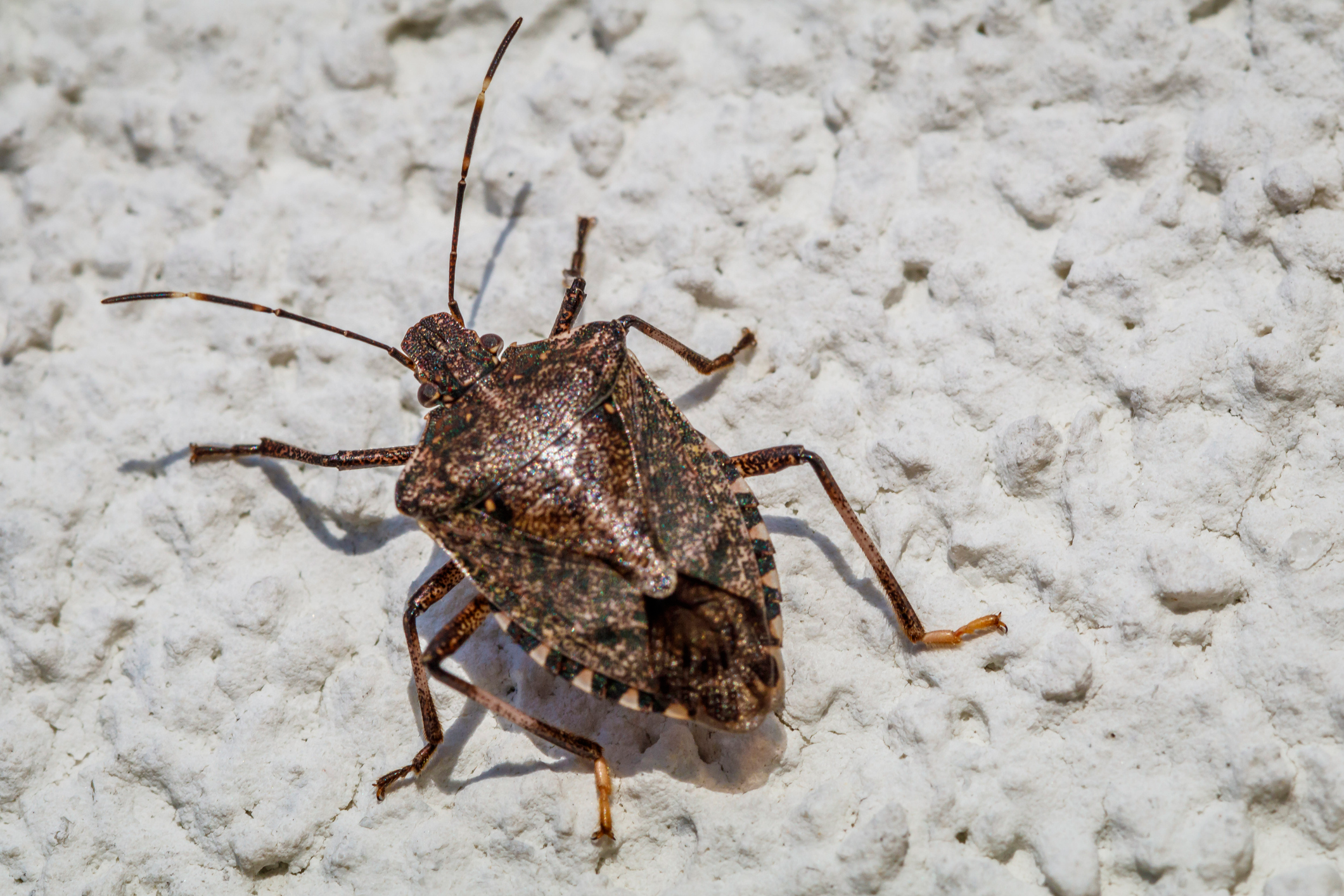 are stink bugs bad for dogs