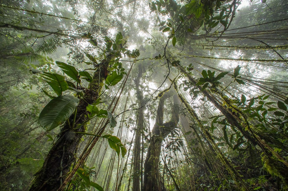 Het behoud van tropische wouden als dit in het natuurreservaat Pegunungan Arfak in de Indonesische provincie WestPapoea is van vitaal belang voor het welzijn van de planeet Deze bossen nemen zestig procent van alle fotosynthese op aarde voor hun rekening en absorberen elk jaar miljoenen tonnen CO2 waaronder veel CO2dat bij het verstokenvan fossiele brandstoffen vrijkomt Als ze worden gekapt of platgebrand komt CO2vrij Het behoud van deze immense koolstofvoorraden is de goedkoopste oplossing voor klimaatverandering