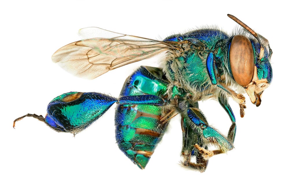 Iriserende orchideebijen de tropische neefjes van onze hommels en honingbijen behoren tot de vele nieuwe en bijzondere insecten die op een veertig meter hoge observatietoren bij Manaus in Brazili door entomologen zijn gevangen De meeste wetenschappers bestuderen insecten op de grond maar deze entomologen richtten de blik omhoog  en ontdekten een verbijsterende diversiteit aan nieuwe wezens Uit Hundreds of new and unusual insects discovered in the Amazons canopy maart 2021