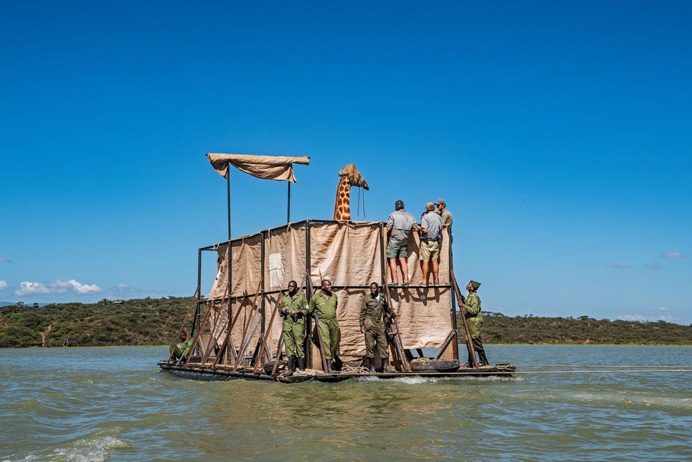 explore-05.21-barge-giraffe Toen eind 2020 een eilandje in het Keniaanse Baringomeer overstroomde raakten acht zeldzame Rothschildgiraffes door het water ingesloten Een team van reddingswerkers bracht de dieren n voor n naar het vasteland waarbij een vrouwtje genaamd Asiwa als eerste werd overgezet De giraffes werden op een veerpont van metalen vaten stalen balken en plastic zeil naar het vasteland vervoerd waar ze werden ondergebracht in een pas gebouwd opvangcentrum Uit How former foes worked together to help save these rare giraffes april 2021