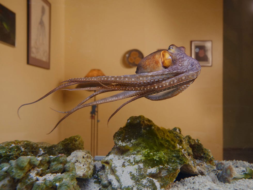 Om de octopus Heidi goed te kunnen observeren nam zeebioloog David Scheel haar mee naar huis waar Scheel met zijn vrouw en dochter woont Wanneer Scheel van zijn ochtendthee nipte strekte Heidi zich als in een yogaoefening uit in haar aquarium Als het gezin tv keek keek Heidi mee En wanneer ze thuiskwamen zwom ze opgewonden heen en weer Ze was blij om ons te zien zegt Scheel Of leek dat althans te zijn