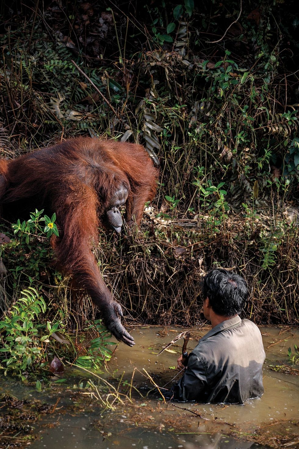 Een geredde orangoetan genaamd Anih strekt zijn hand uit naar Syahrul een medewerker van de Borneo Orangutan Survival Foundation die Anih al jarenlang verzorgt Volgens de fotograaf keek Anih toe hoe Syahrul grote moeite had om overeind te blijven in een modderige geul en reikte hem uiteindelijk de hand De foto maakte furore op internet maar medewerkers van de stichting waarschuwen voor antropomorfisering waarbij typisch menselijk gedrag op dieren wordt geprojecteerd Ze vermoeden dat Anih om voedsel vroeg