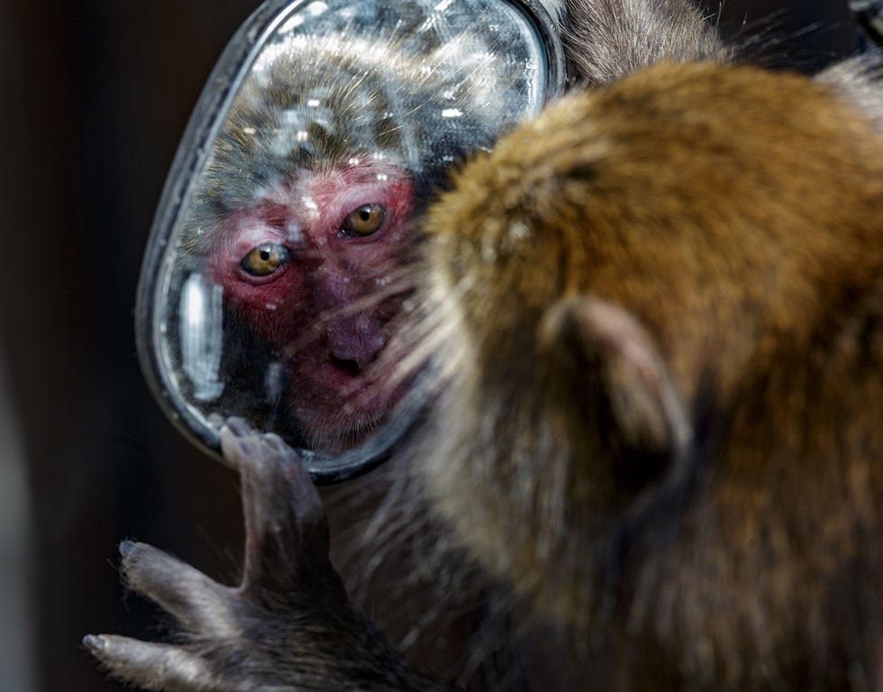 Een Japanse makaak staart naar zijn reflectie in de achteruitkijkspiegel van een brommer Net als mensapen lijken ook kleinere apensoorten zichzelf in een spiegel te kunnen herkennen Wetenschappers gebruiken de zogenaamde spiegeltest om vast te stellen of dieren over een vorm van zelfbewustzijn beschikken Bij mensen ontwikkelt deze eigenschap zich pa na anderhalf jaar of zelfs later