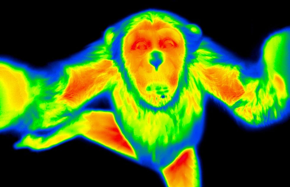 Changa een chimpansee in de Zoo Leipzig die door onderzoekers van het MaxPlanckInstitut fr evolutionre Anthropologie wordt bestudeerd inspecteert een warmtecamera Als mensen gestresst zijn wordt hun neus kouder Wetenschappers observeerden dat chimpansees eveneens een koudere neus kregen als ze luisterden naar opnamen of keken naar videos van vechtende soortgenoten Ze reageerden hetzelfde als ze een mens zagen die gewond leek te zijn wat erop duidt dat ze empathie kunnen voelen