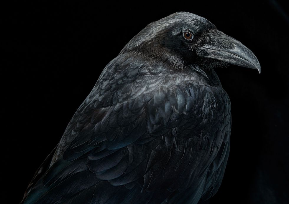 Raven beschikken over opmerkelijke cognitieve vaardigheden Dankzij hun scherpe geheugen herinneren ze zich of een bepaald persoon vriendelijk of wreed is Ze vertonen een complex scala van emotionele vaardigheden zoals het troosten van soortgenoten die het onderspit hebben gedolven in een ruzie en ze zijn zeer goed aangepast aan hun rol in sociale netwerken Raven lijken ook in staat te zijn om in te schatten wat andere vogels weten een zeer voortgeschreden vorm van cognitie