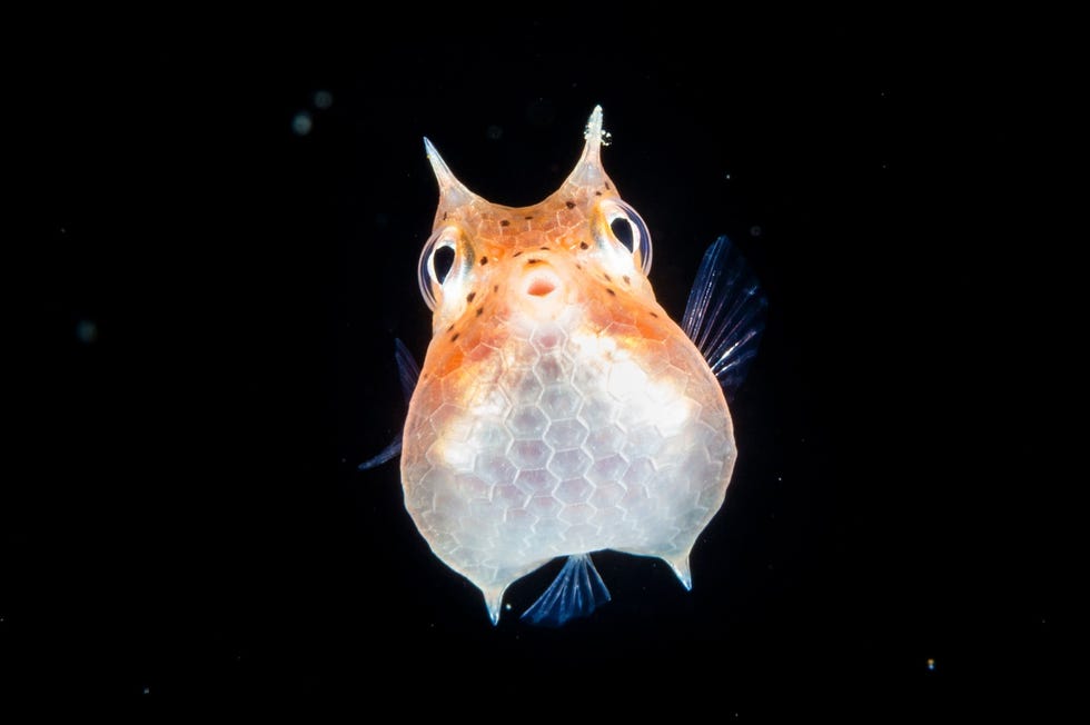 STOCK_MM9696_INDONESIA 2018 J HAYES Raja Ampat Oct 9 03878 Rechts zwemt een juveniel koffervisje ter grootte van een contactlens voor de kust van Indonesi Uit Meet the creatures of the night sea september 2021