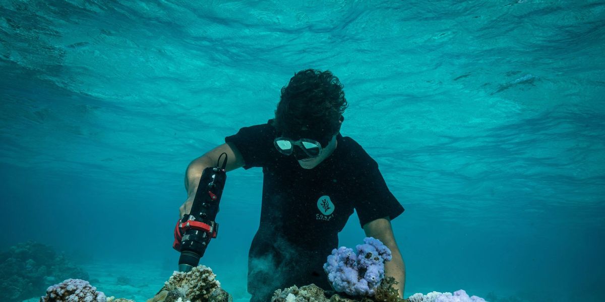 De oprichter van Coral Gardeners Titouan Bernicot boort gaten in een dood stuk koraalrif om er levende stukken koraal in te kunnen zetten