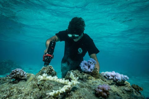 De oprichter van Coral Gardeners Titouan Bernicot boort gaten in een dood stuk koraalrif om er levende stukken koraal in te kunnen zetten