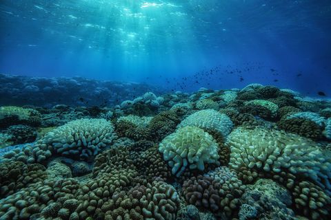 Het acropora en pocilloporakoraal van het buitenste rif rond Moorea vertoont tekenen van verbleking tijdens een hittegolf op zee in april 2019 Dit proces betekent meestal de dood van het koraal
