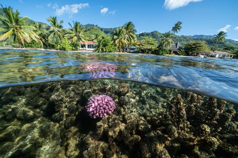 De Coral Gardeners verzamelen stukken weggeslagen gezond koraal zoals deze Pocillopora in de lagune bij Moorea en herplanten dit in delen waar het koraal is afgestorven