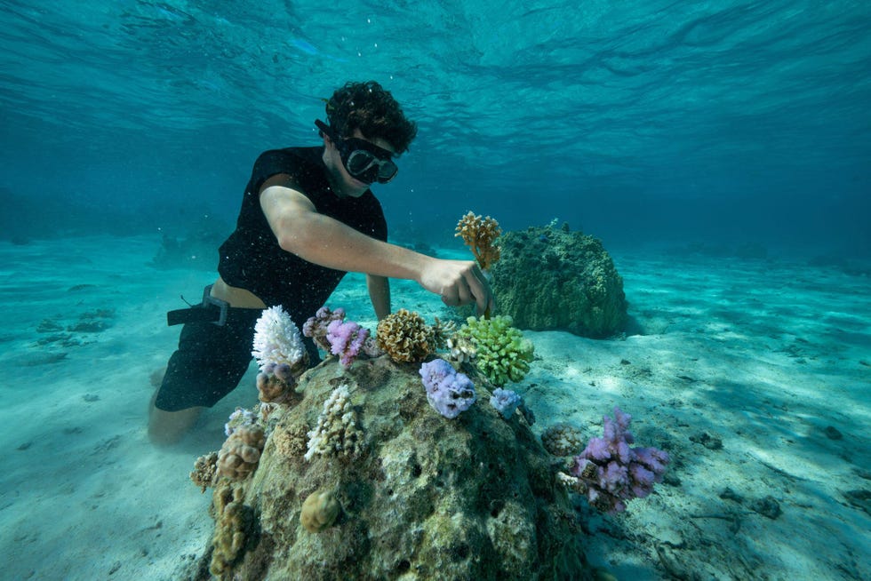 Bernicot herplant een stuk levend pocillopora damicorniskoraal dat een maand lang in een kwekerij werd verzorgd