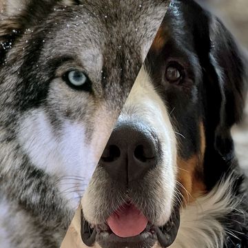 uitsnede van links een wolf en rechts een hond