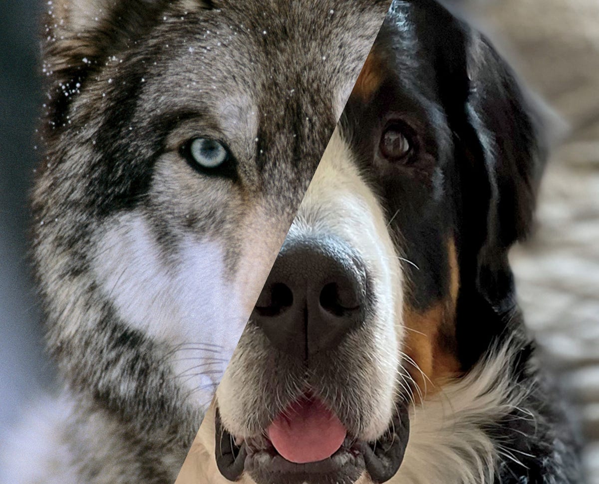 uitsnede van links een wolf en rechts een hond