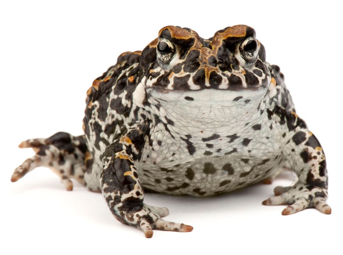 Deze pad werd gefotografeerd in UC Berkeleys Museum of Vertebrate Zoology