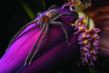 spin gefotografeerd door javier aznar in de ecuadoriaanse jungle