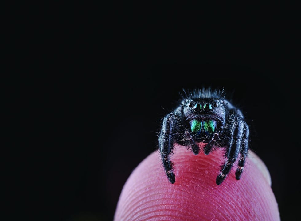 spin gefotografeerd door javier aznar in de ecuadoriaanse jungle