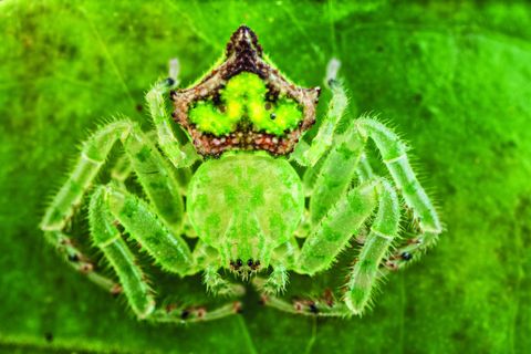 spin gefotografeerd door javier aznar in de ecuadoriaanse jungle