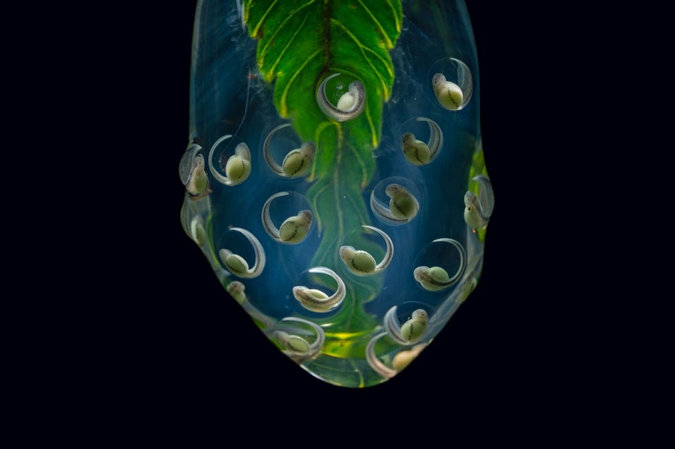 STOCKPKG_MM9598_DSC1235.jpg De embryos van de Wileyglaskikker rechts een soort die inheems is in het oostelijke Andesgebergte van Ecuador hangen aan het uiteinde van een varenblad Als de eitjes uitkomen vallen de kikkervisjes in het beekje eronder waar ze zich verder ontwikkelen Uit These seethrough frogs are full of surprises juli 2021