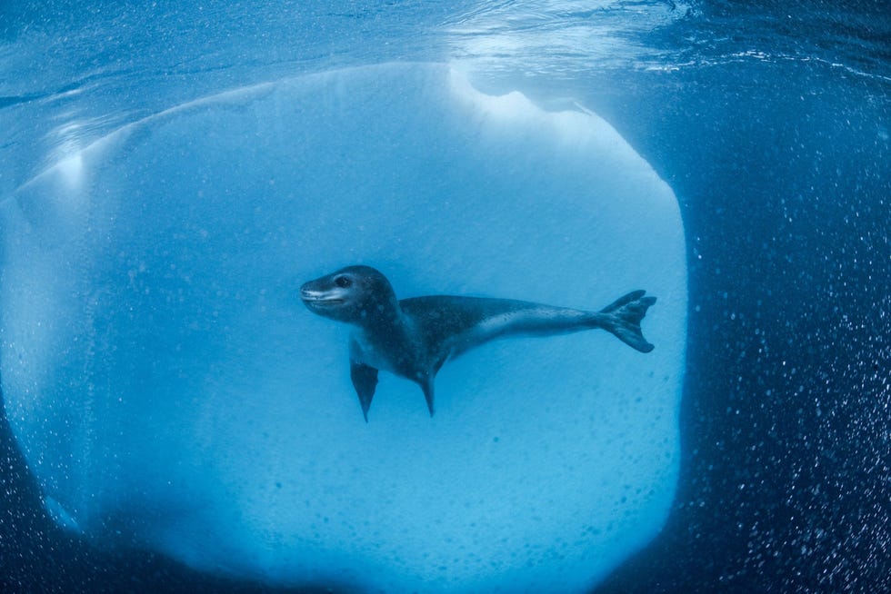 Een zeeluipaard dobbert naast een ijsberg voor de kust van het Antarctisch Schiereiland Op de lens van de onderwatercamera blijven luchtbelletjes kleven die uit het langzaam smeltende ijs vrijkomen Voor deze zeeluipaarden is het drijfijs de plek waar ze hun welpen ter wereld brengen en in de rui gaan Bovendien is het ijs de habitat voor krill een belangrijke voedselbron Uit An icy world is in meltdown as penguin population shifts signal trouble oktober 2021