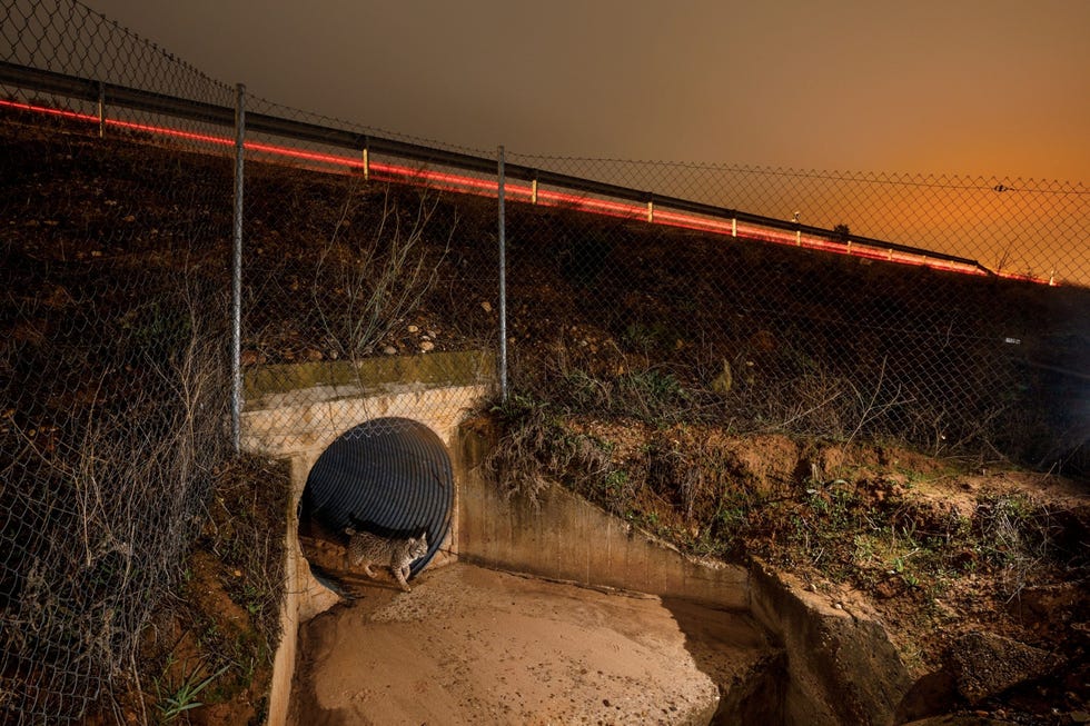 Door wildtunnels als deze onder een snelweg tussen Andalusi en Madrid wordt het voor lynxen veiliger om zich door hun territorium te verplaatsen De dieren leerden tot verrassing van onderzoekers te leven in de buurt van mensen zoals in buurtschappen en commercile olijfgaarden meestal door zich te verschuilen